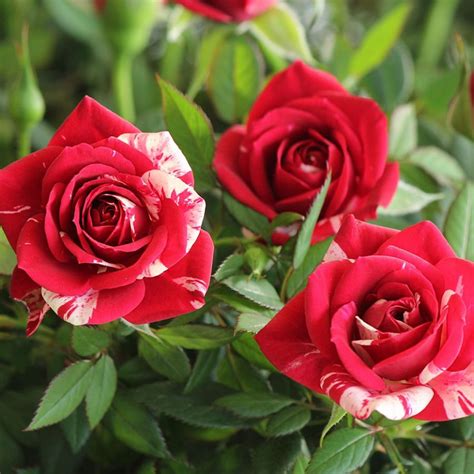 Parade Roses Colors & Care | Rose, Indoor flowers, Fragrant garden