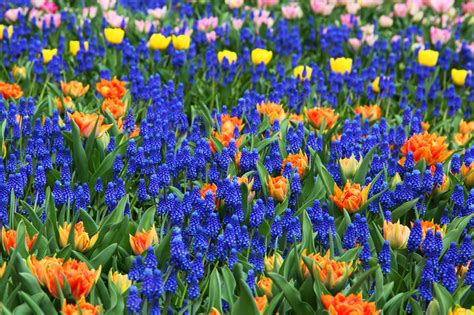 Голубые Тюльпаны Фото – Telegraph