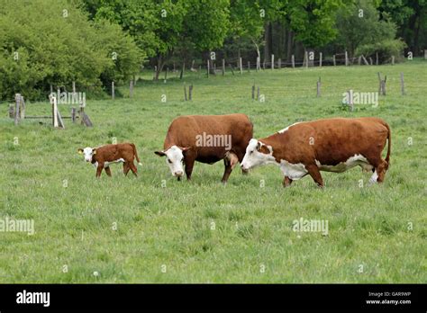 Polled hereford cattle hi-res stock photography and images - Alamy