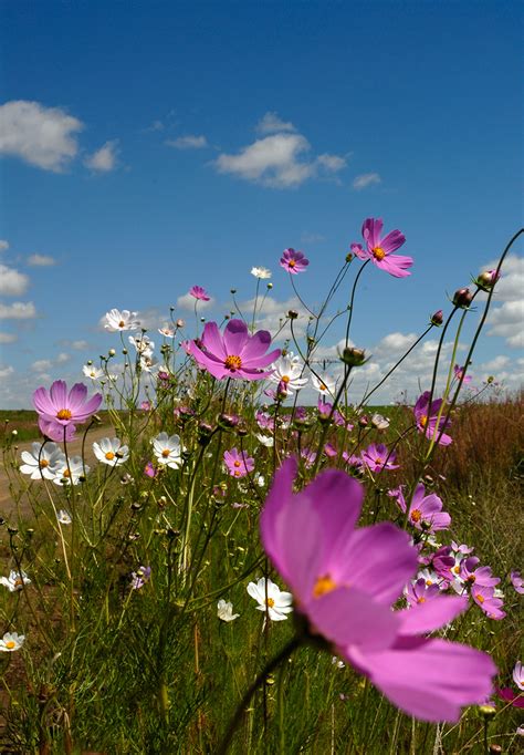 Cosmos Flower Seeds South Africa - Home Alqu