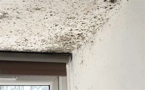 Causes of Mold on Ceiling and Effective Prevention Strategies: Unveiling the Culprits