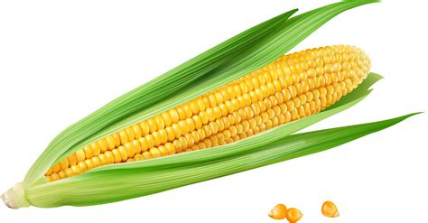 Corn on the cob Maize Euclidean vector Vecteur - Golden yellow corn png ...