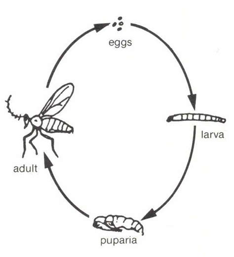 Gnat Life Cycle