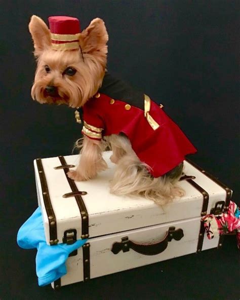 15 Best Halloween Costumes For Your Yorkie 2020 - The Dogman