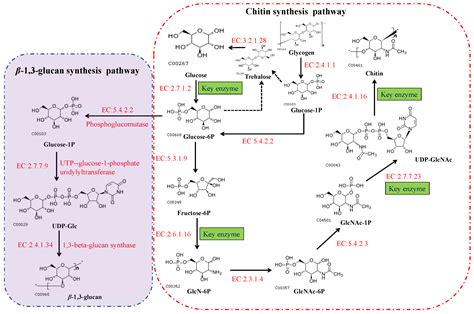 JoF | Free Full-Text | Recent Advances in Chitin Biosynthesis Associated with the Morphology and ...