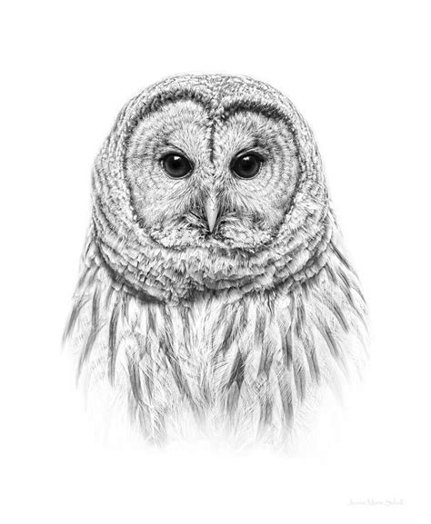 Barred Owl Sketch at PaintingValley.com | Explore collection of Barred Owl Sketch