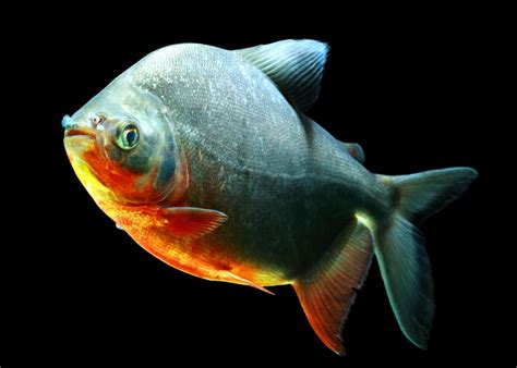 49 Pacu Fish Facts: What You Need To Know | Everywhere Wild