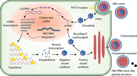 Chronic hepatitis B virus infection - The Lancet