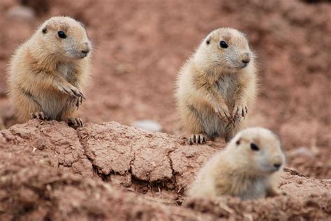 Baby Marmots | Helen Rickard | Flickr