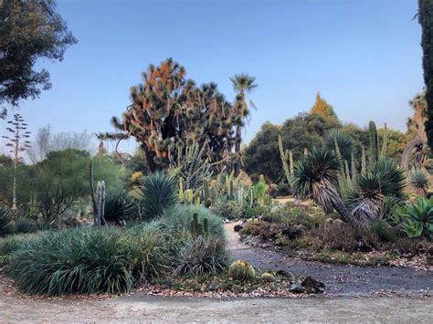 Arizona Cactus Garden