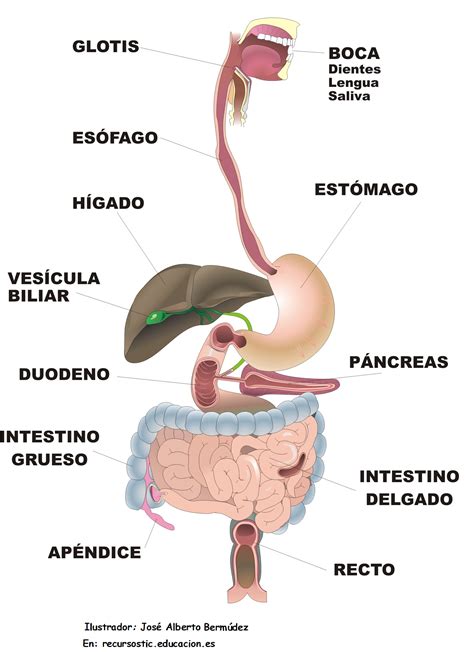 Los órganos del sistema digestivo y sus nombres