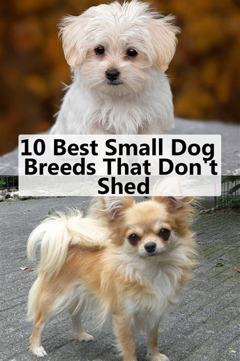 10 Best Small Dog Breeds That Don't Shed | Best small dogs, Best small dog breeds, Dog breeds ...