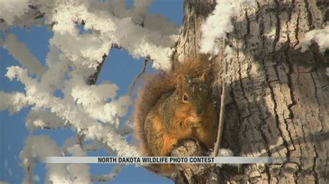 North Dakota Wildlife Photo Contest - YouTube