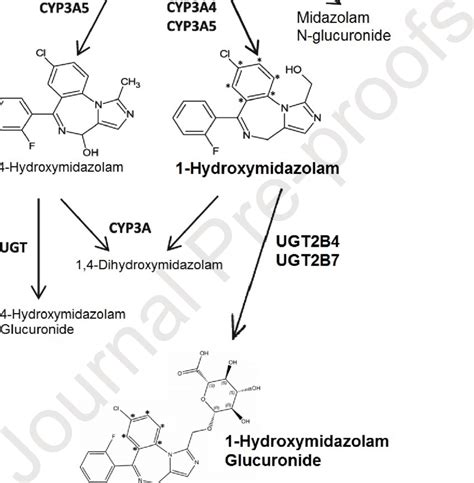 Metabolic pathway of midazolam. The compounds in bold represent ...