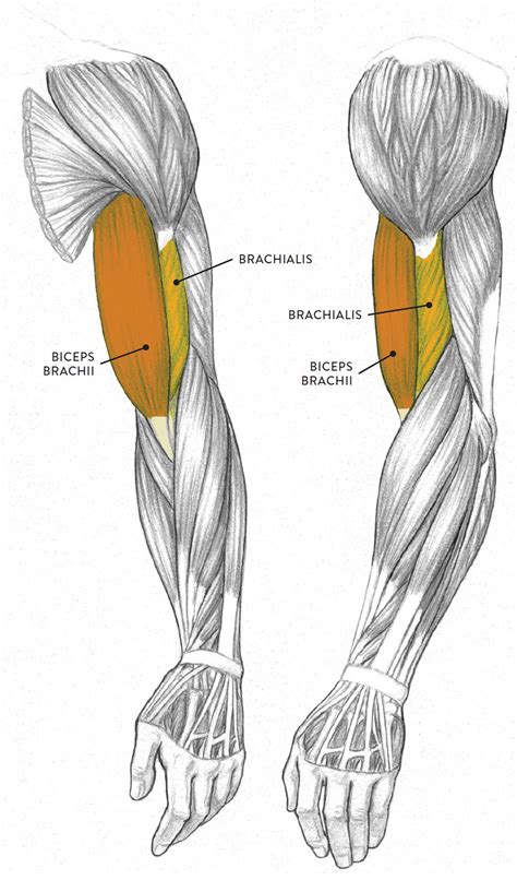 upper body muscle parts > OFF-69%