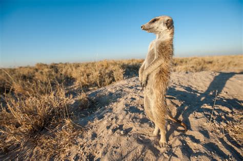 Meerkat Security Guard | Sean Crane Photography