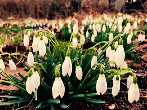 Late Winter Flowers Are What We Need To Make It to the Spring - Matthew ...