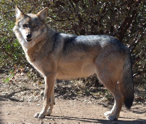 El Lobo's Uncertain Future | HuffPost