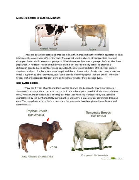 SOLUTION: Ruminant production module 2 breeds of large ruminants 1 ...