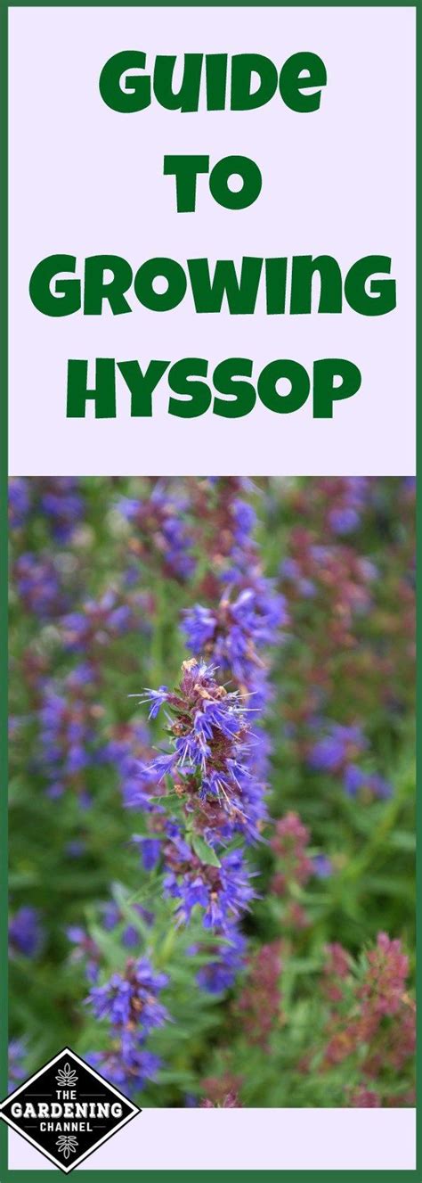 How to Grow Hyssop - Gardening Channel | Types of herbs, Garden types, Food forest garden