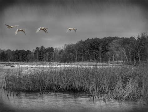 Swan Migration Photograph by Thomas Young - Fine Art America