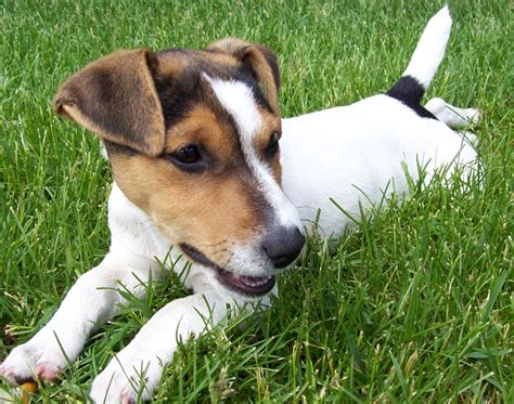 Jack Russell Terrier - Dogs breeds | Pets