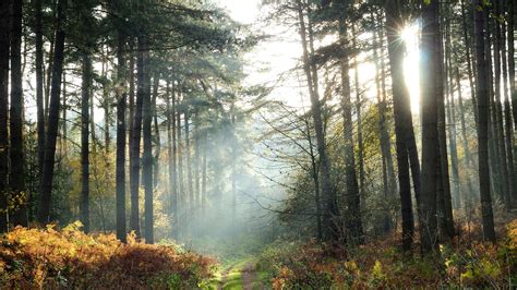 Most beautiful UK forests autumn trees leaves | Tatler