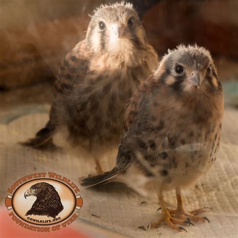 Two Young Kestrel Falcons