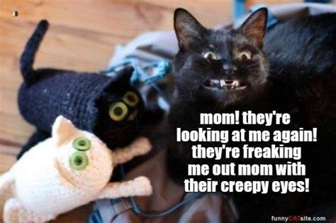 They're looking at me! | Funny animal memes, Funny animal pictures ...