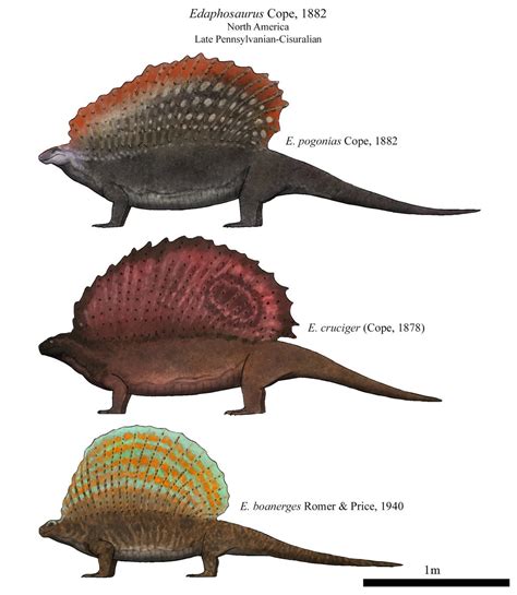 Edaphosaurus by Dragonthunders on DeviantArt