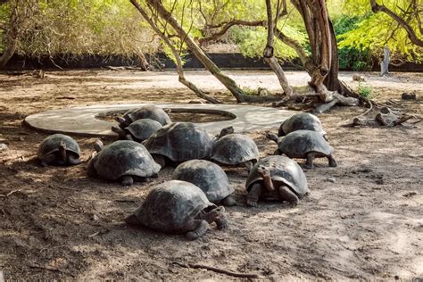 Isabela's Giant Tortoise Breeding Center Gets Upgraded | Galápagos Conservancy