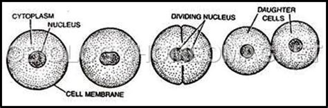 Amitosis - Biology for Everybody