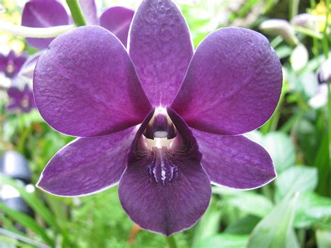 Purple Dendrobium Orchid Photograph by Alfred Ng - Pixels