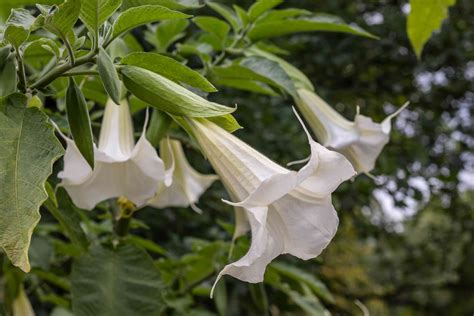 11 Best Trees and Shrubs With White Flowers