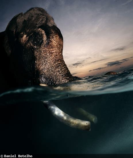 Elephant Underwater Photography