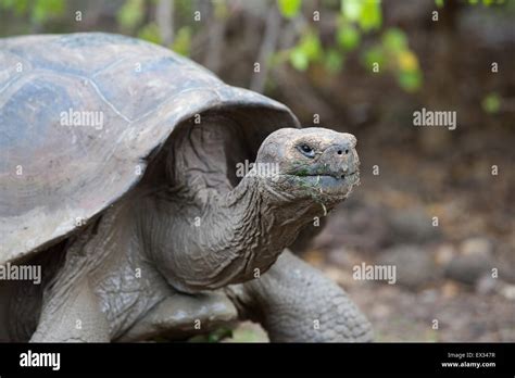 Portrait of a Galapagos giant tortoise in the Giant Tortoise Breeding ...