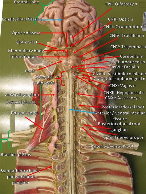 Spinal Cord Nerves Model