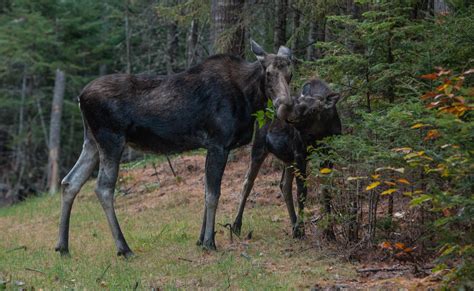 New Hampshire Collared Moose Reach 74 Percent Calf Mortality | OutdoorHub