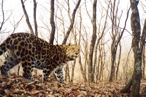 Help Save rarest 100 Amur Leopards from Extinction - GlobalGiving