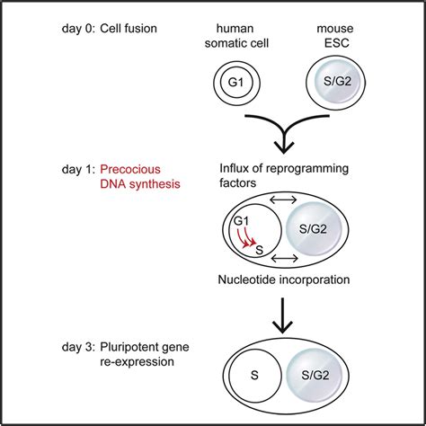 DNA Synthesis Is Required for Reprogramming Mediated by Stem Cell ...