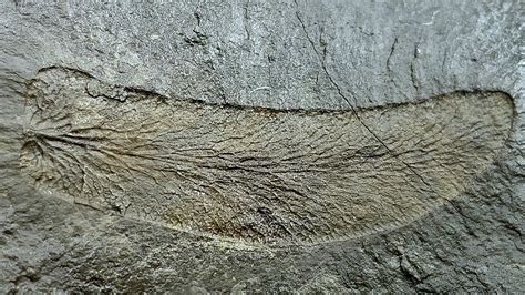 1" Long Insect Wing Fossil, located in Central Pennsylvania Amongst Carboniferous Period Fossils ...