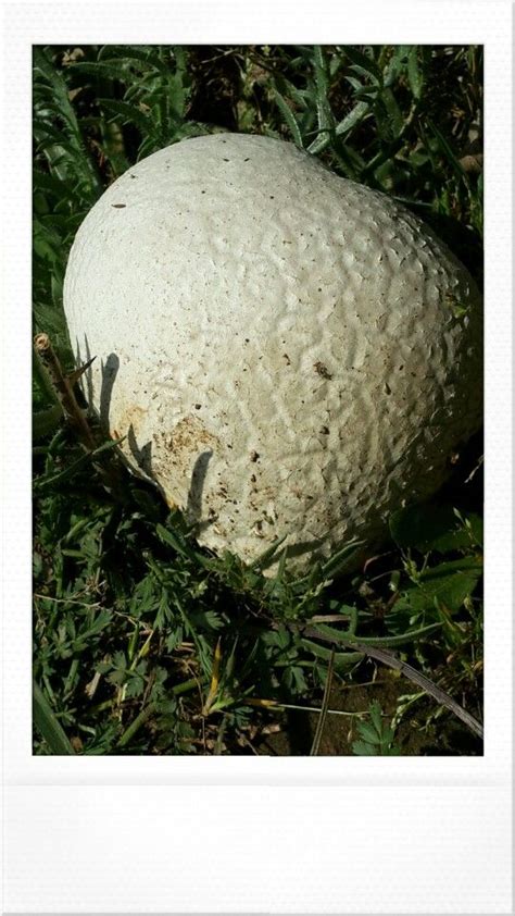 puff mushroom | Stuffed mushrooms, Photography, Puffed