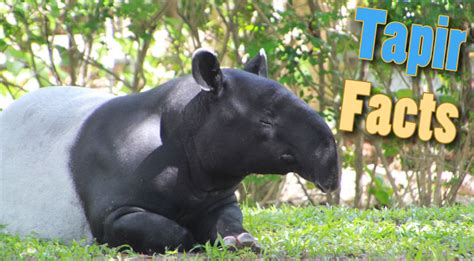 Tapir Facts, Pictures & Video: Learn About This Rare Rainforest Mammal. In-Depth Information ...