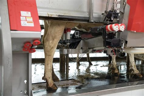 Wisconsin Dairies Reach Impressive Production Levels with Lely Robots