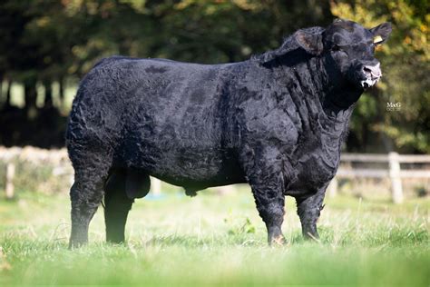 Aberdeen-Angus Cattle For Sale - Stirling - MacGregor Photography