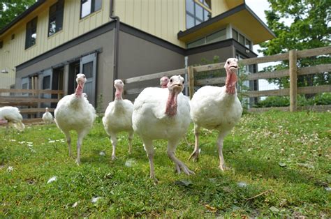 24 Rescued Turkey Poults Receiving Crucial Care at New York Shelter ...