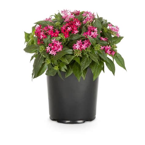 1-Gallon in Pot Pentas (L10436) at Lowes.com