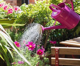 Can you water plants with distilled water? Experts weigh in | Homes & Gardens