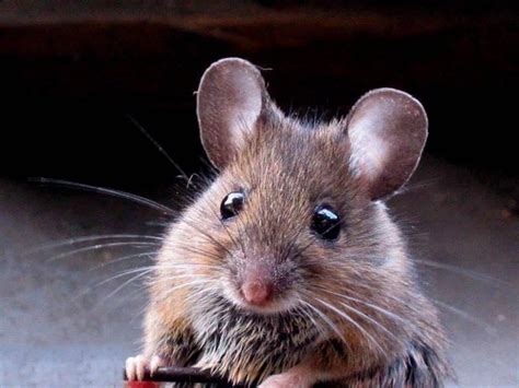 mouse animal - Ricerca Google | Tier wallpaper, Ausgestopftes tier, Tiere malen