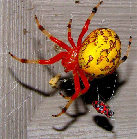 Red And Yellow Spider by ~okieslastwhisper on deviantART | Spider queen ...